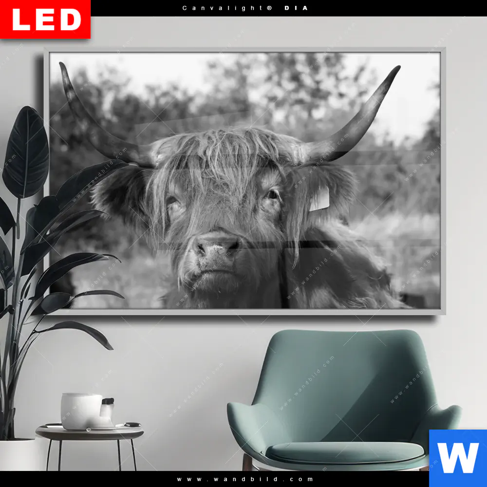 Wechselmotiv Acrylglas Canvalight® DIA | Hochlandrind No.2 | Querformat