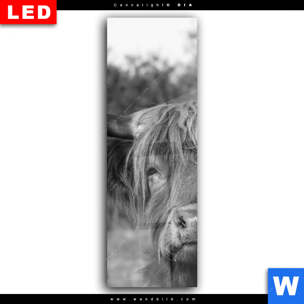 Wechselmotiv Acrylglas Canvalight® DIA | Hochlandrind No.2 | Schmal - Image 2