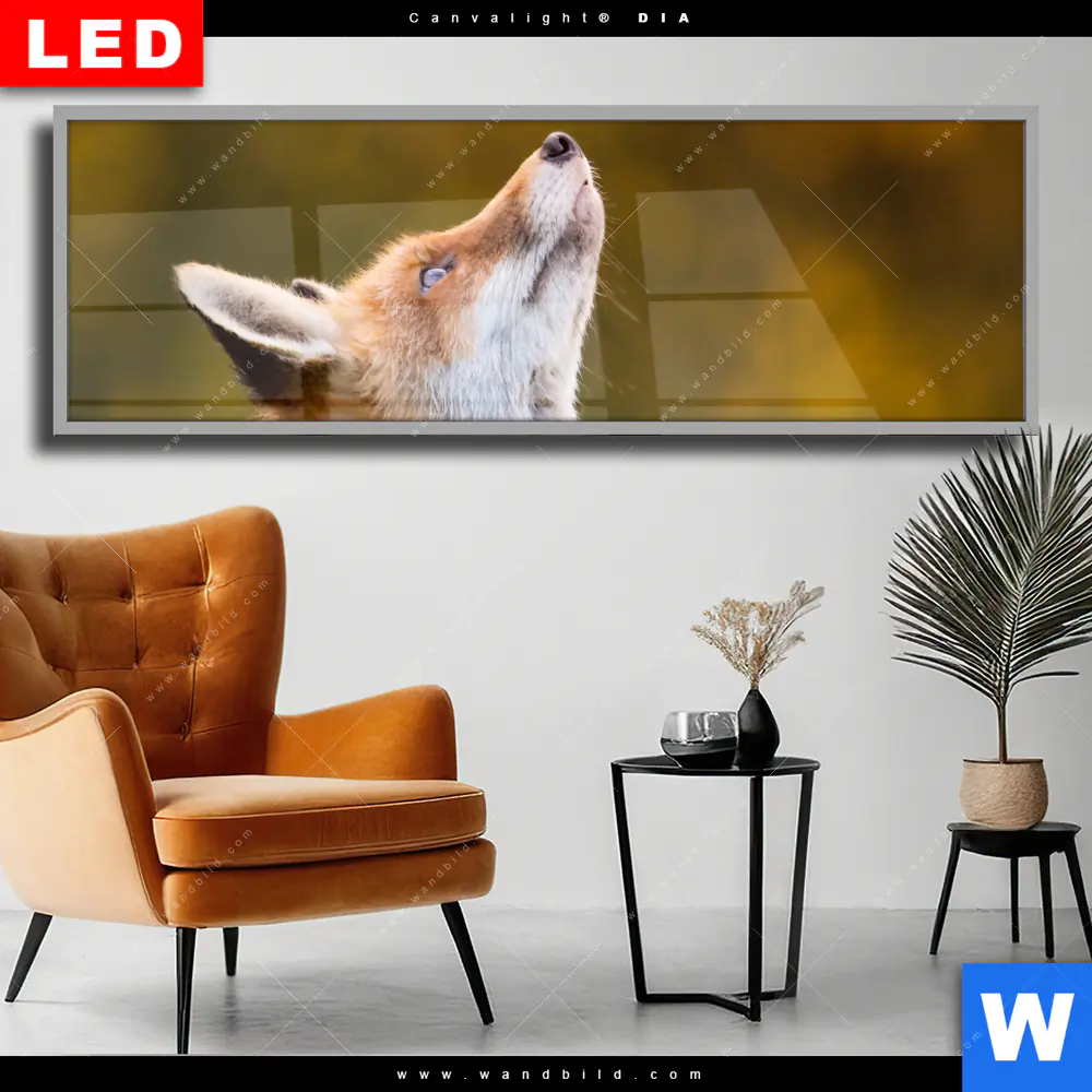 Wechselmotiv Acrylglas Canvalight® DIA | Junger Fuchs | Panorama