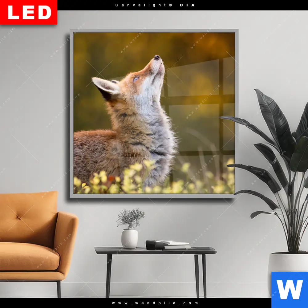Wechselmotiv Acrylglas Canvalight® DIA | Junger Fuchs | Quadrat