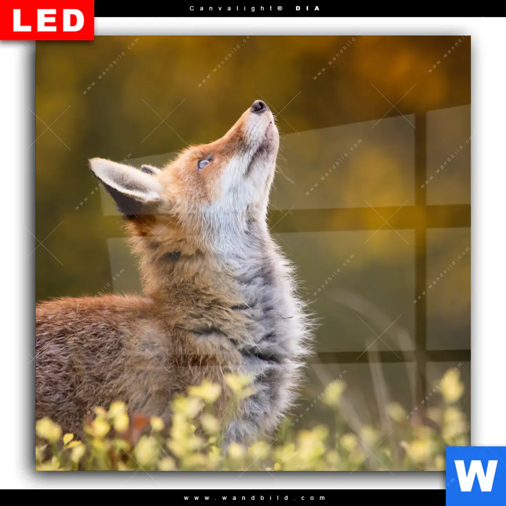 Wechselmotiv Acrylglas Canvalight® DIA | Junger Fuchs | Quadrat - Image 2