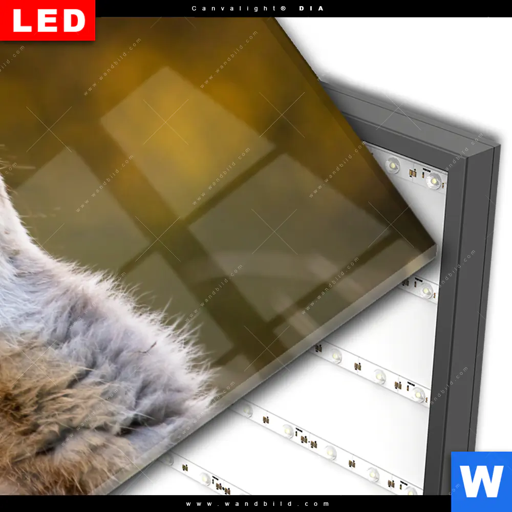 Wechselmotiv Acrylglas Canvalight® DIA | Junger Fuchs | Querformat - Image 3