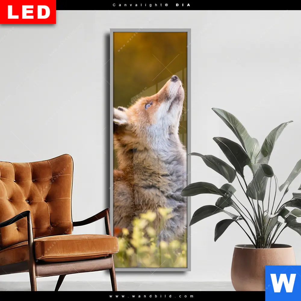 Wechselmotiv Acrylglas Canvalight® DIA | Junger Fuchs | Schmal