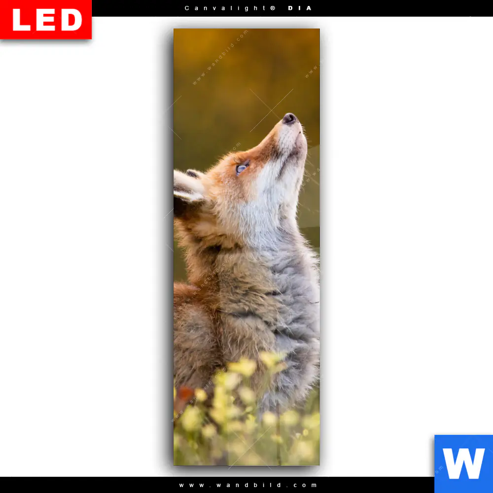 Wechselmotiv Acrylglas Canvalight® DIA | Junger Fuchs | Schmal - Image 2