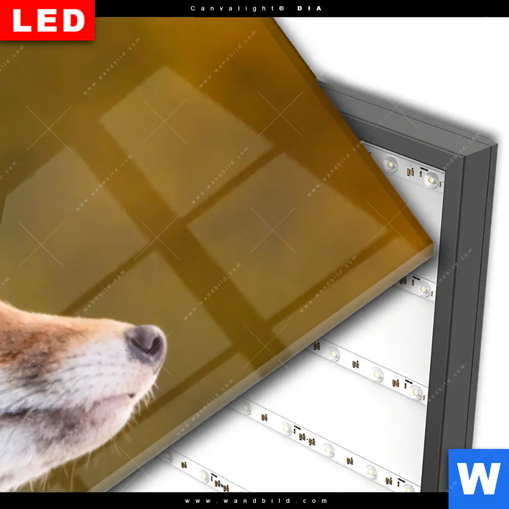 Wechselmotiv Acrylglas Canvalight® DIA | Junger Fuchs | Schmal - Image 3