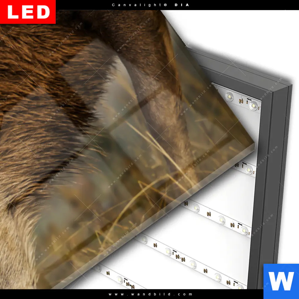 Wechselmotiv Acrylglas Canvalight® DIA | Kämpfende Hirsche | Panorama - Image 3