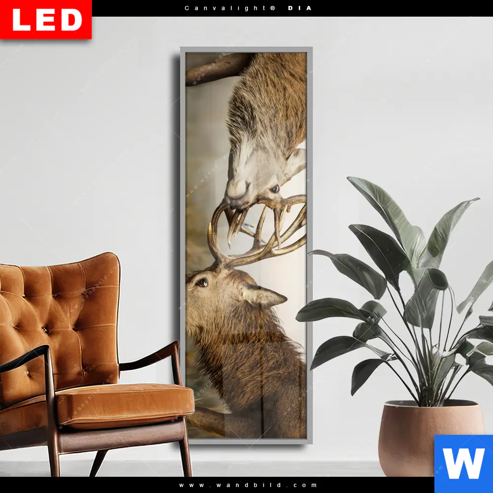 Wechselmotiv Acrylglas Canvalight® DIA | Kämpfende Hirsche | Schmal