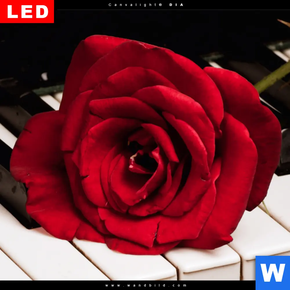 Wechselmotiv Acrylglas Canvalight® DIA | Klavier & Rose | Hochformat - Image 4