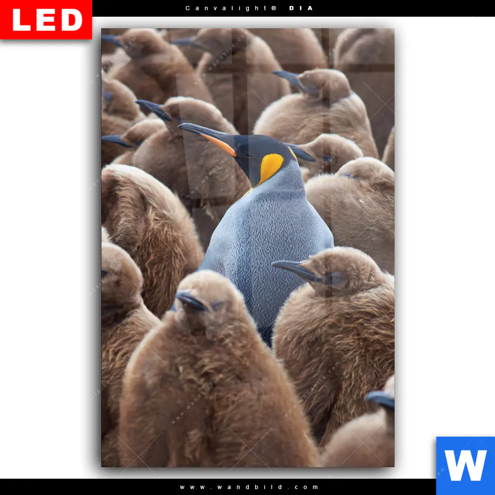 Wechselmotiv Acrylglas Canvalight® DIA | Königspinguine | Hochformat - Image 2