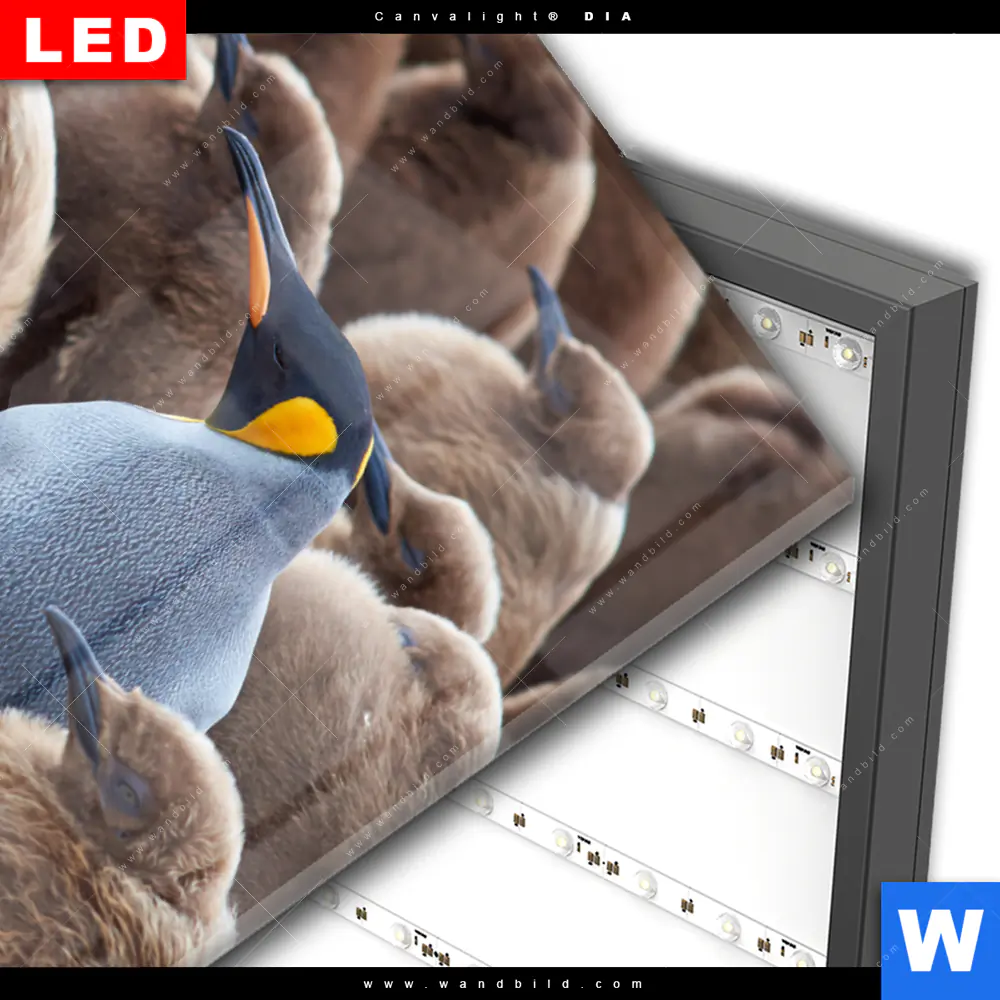 Wechselmotiv Acrylglas Canvalight® DIA | Königspinguine | Hochformat - Image 3