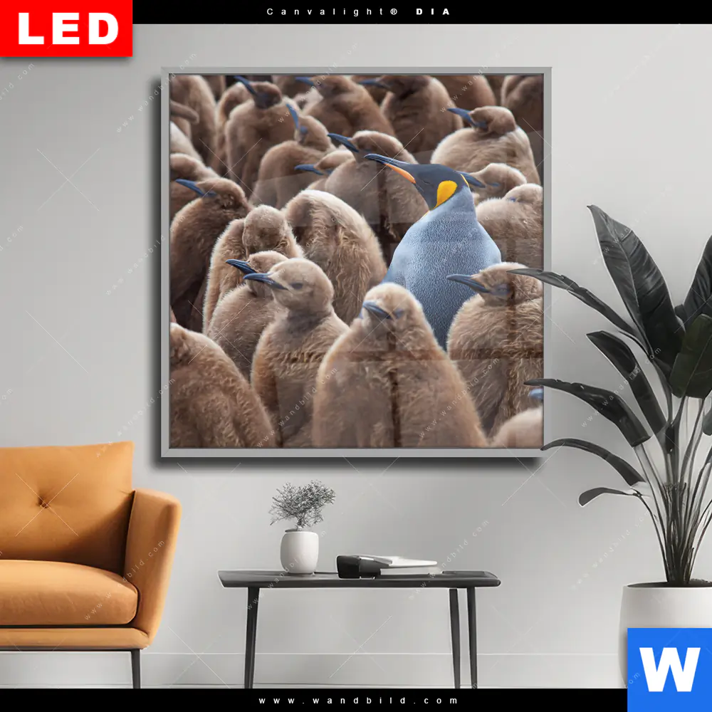 Wechselmotiv Acrylglas Canvalight® DIA | Königspinguine | Quadrat