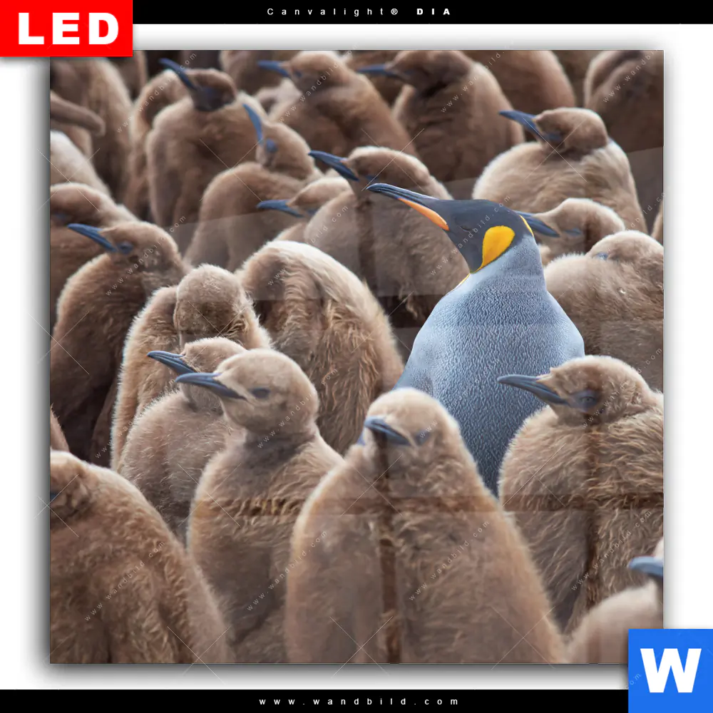 Wechselmotiv Acrylglas Canvalight® DIA | Königspinguine | Quadrat - Image 2