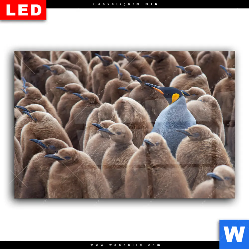 Wechselmotiv Acrylglas Canvalight® DIA | Königspinguine | Querformat - Image 2