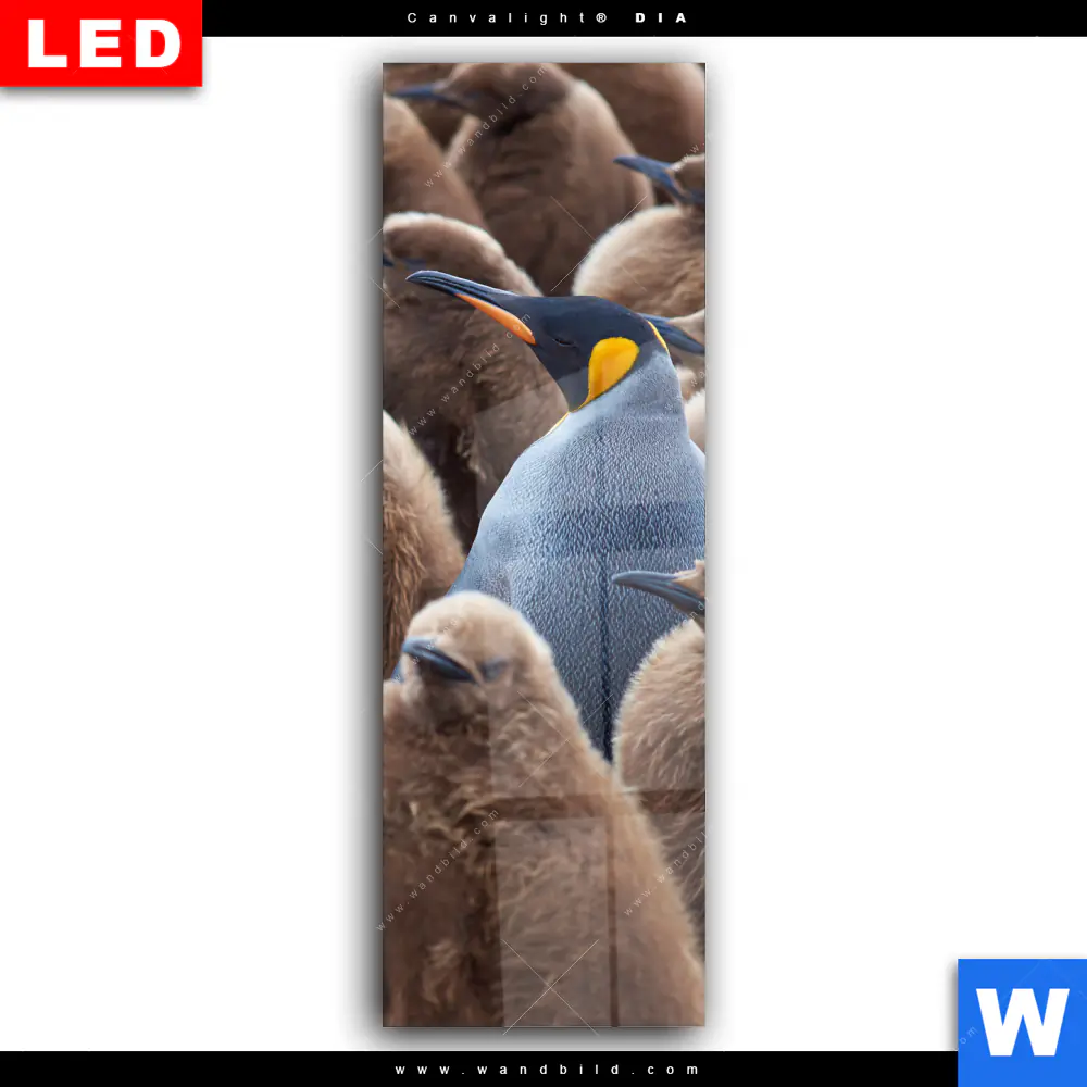 Wechselmotiv Acrylglas Canvalight® DIA | Königspinguine | Schmal - Image 2