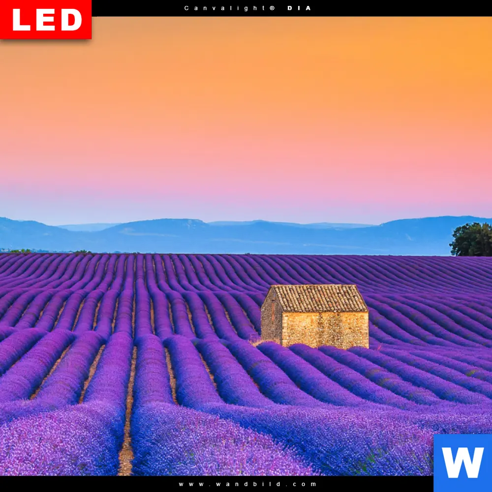 Wechselmotiv Acrylglas Canvalight® DIA | Lavendel Blumen Feld | Hochformat - Image 4