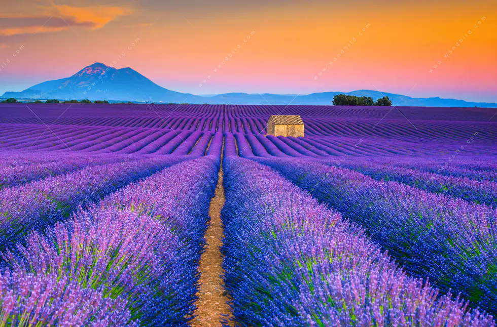 Wechselmotiv Acrylglas Canvalight® DIA | Lavendel Blumen Feld | Hochformat - Image 5