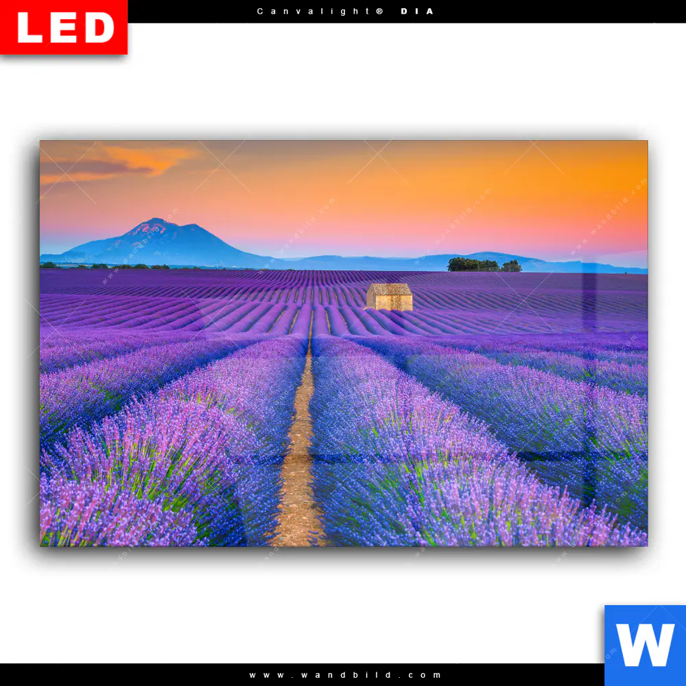 Wechselmotiv Acrylglas Canvalight® DIA | Lavendel Blumen Feld | Querformat - Image 2