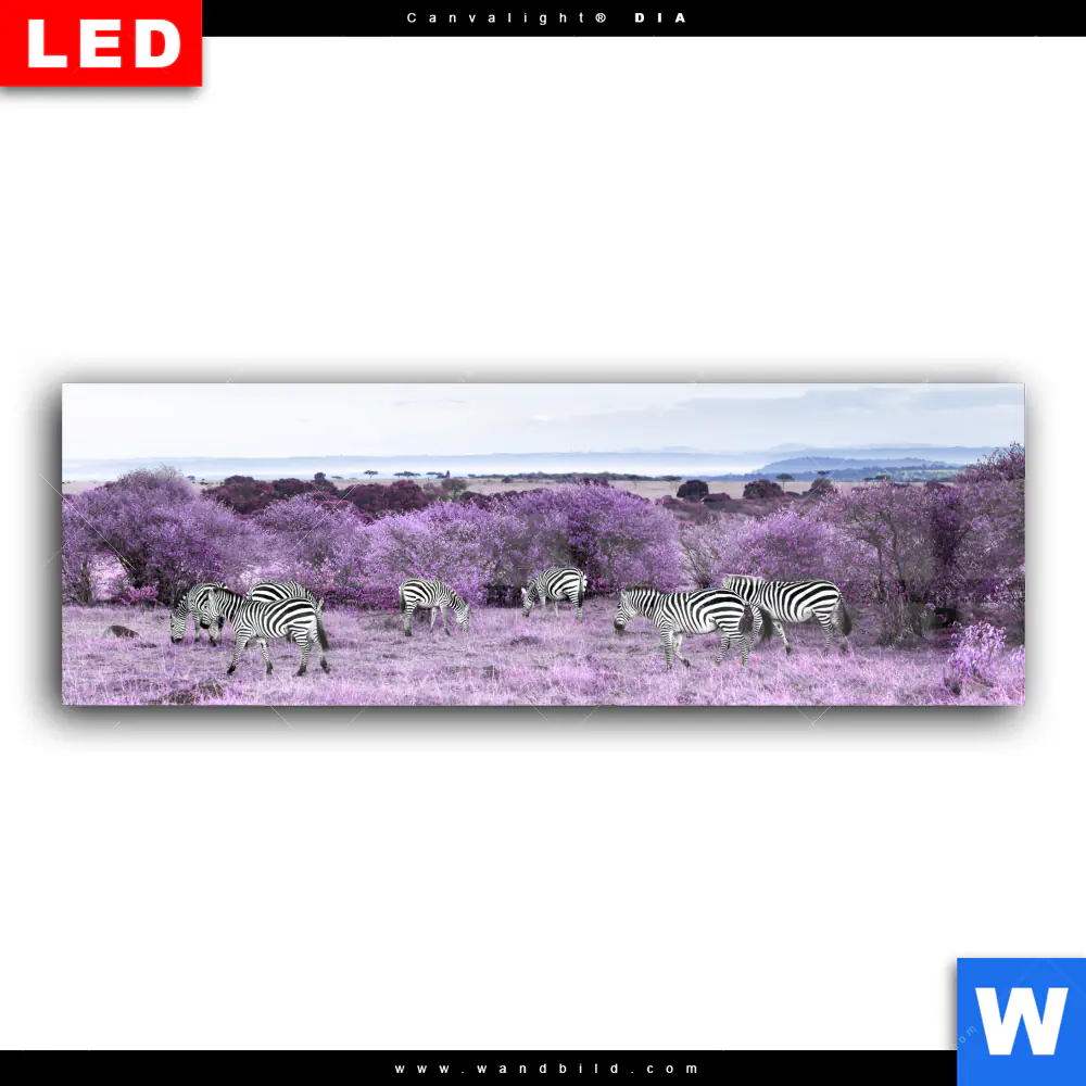 Wechselmotiv Acrylglas Canvalight® DIA | Lila Savanne | Panorama - Image 2