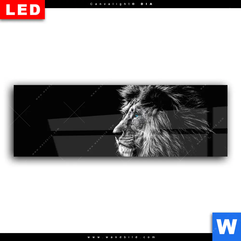 Wechselmotiv Acrylglas Canvalight® DIA | Löwe mit blauen Augen | Panorama - Image 2
