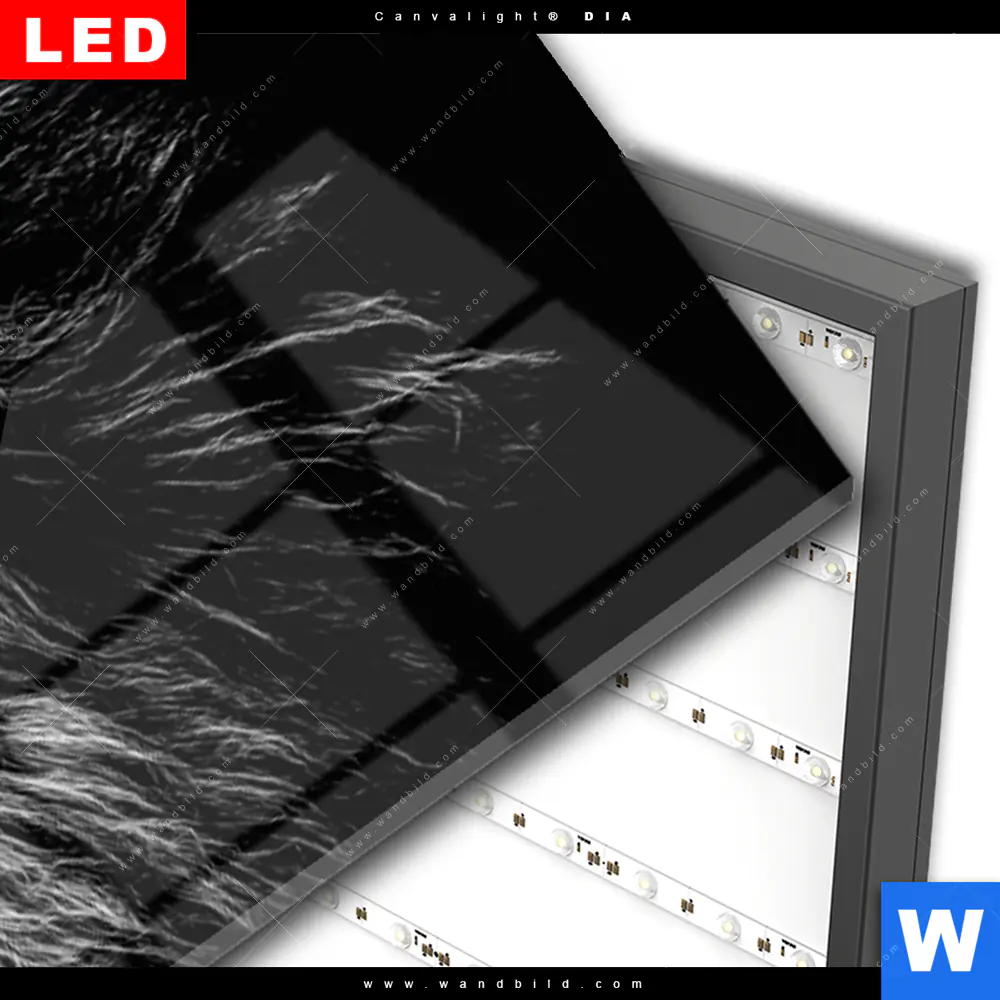 Wechselmotiv Acrylglas Canvalight® DIA | Löwe mit blauen Augen | Panorama - Image 3