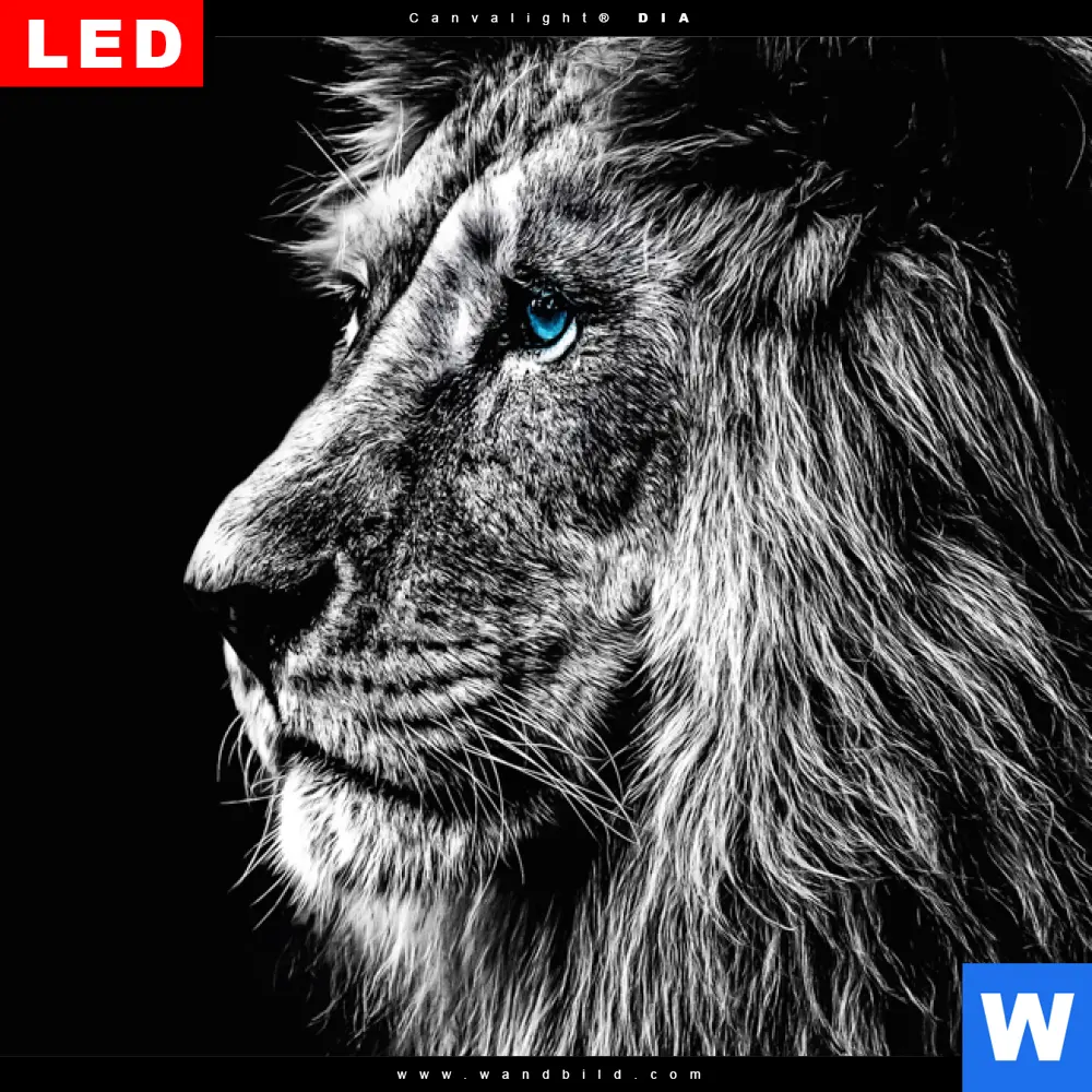 Wechselmotiv Acrylglas Canvalight® DIA | Löwe mit blauen Augen | Panorama - Image 4