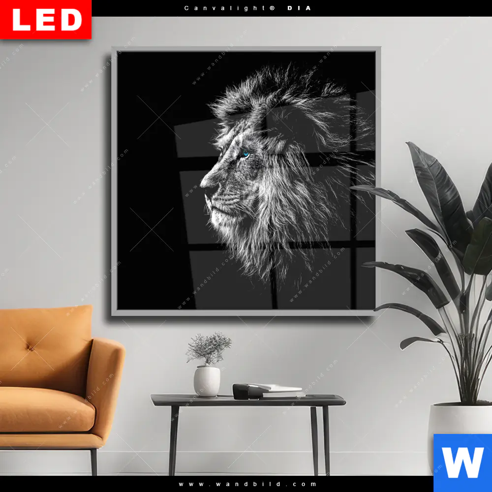 Wechselmotiv Acrylglas Canvalight® DIA | Löwe mit blauen Augen | Quadrat