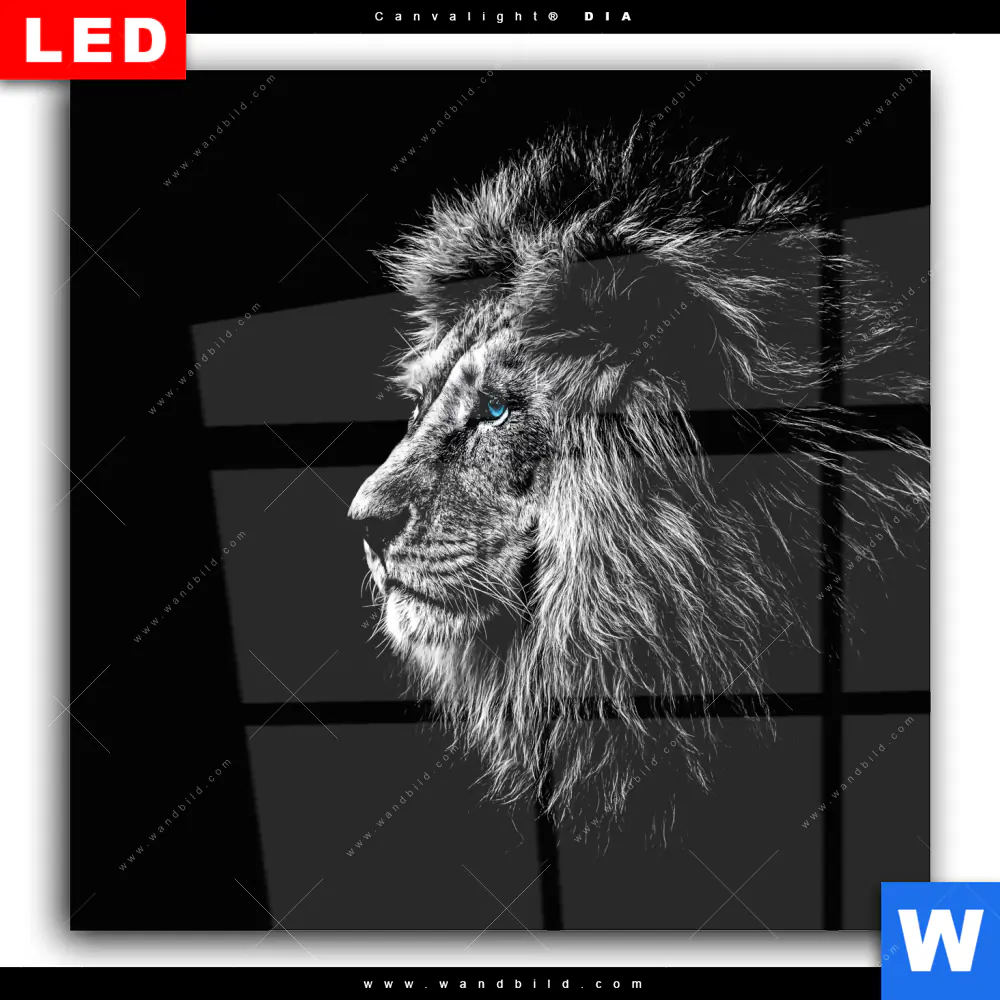 Wechselmotiv Acrylglas Canvalight® DIA | Löwe mit blauen Augen | Quadrat - Image 2
