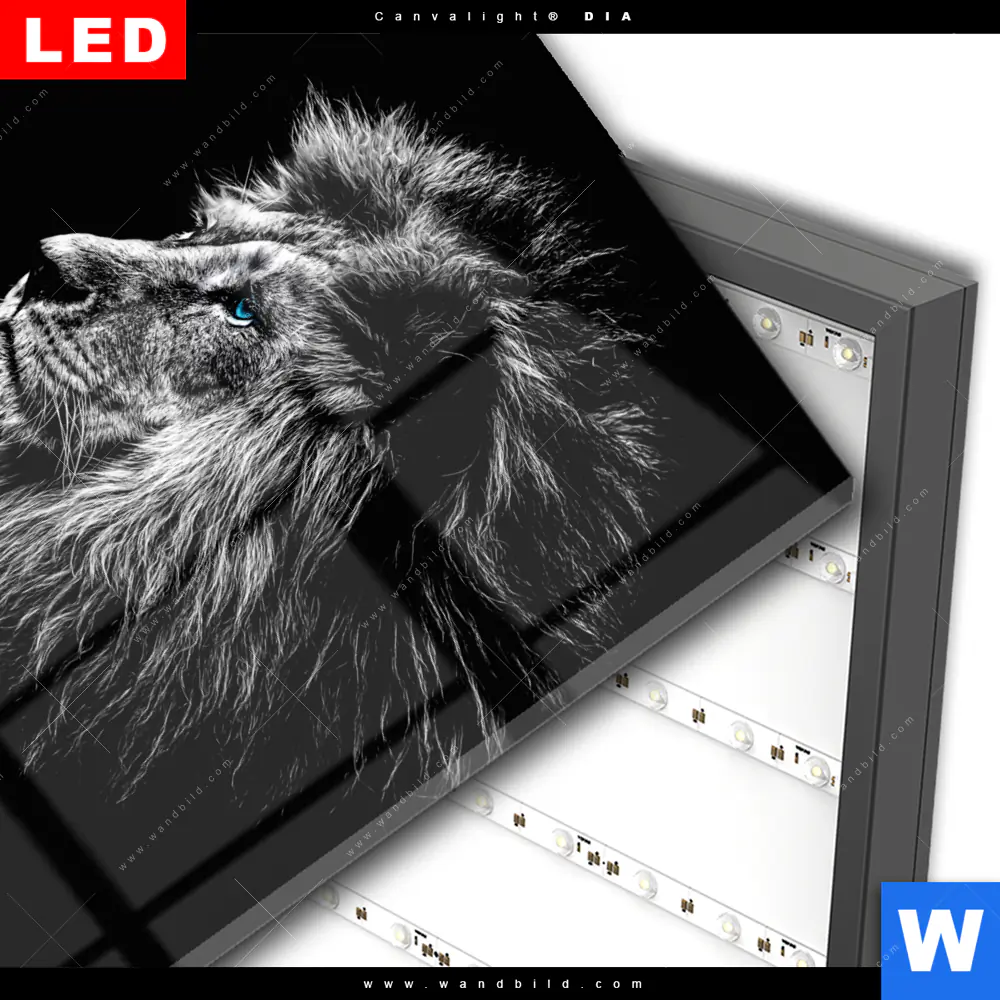 Wechselmotiv Acrylglas Canvalight® DIA | Löwe mit blauen Augen | Quadrat - Image 3