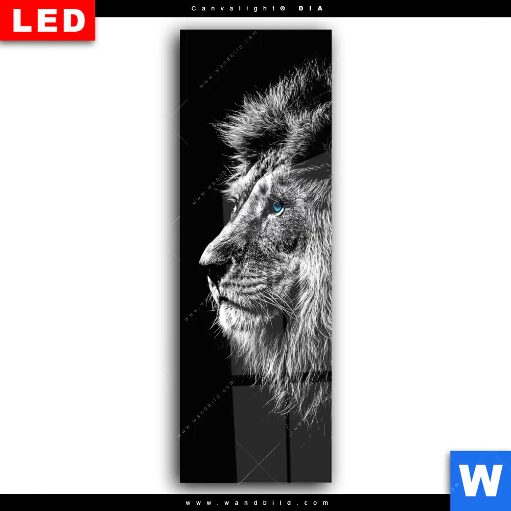 Wechselmotiv Acrylglas Canvalight® DIA | Löwe mit blauen Augen | Schmal - Image 2