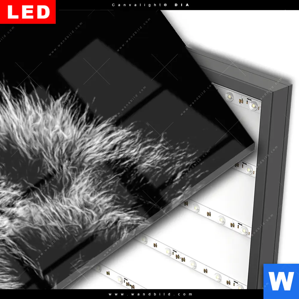 Wechselmotiv Acrylglas Canvalight® DIA | Löwe mit blauen Augen | Schmal - Image 3