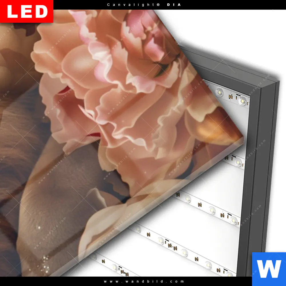 Wechselmotiv Acrylglas Canvalight® DIA | Löwe schläft in Blüten | Panorama - Image 3