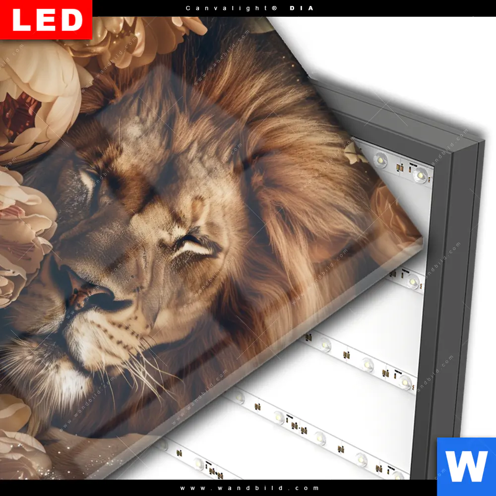 Wechselmotiv Acrylglas Canvalight® DIA | Löwe schläft in Blüten | Quadrat - Image 3
