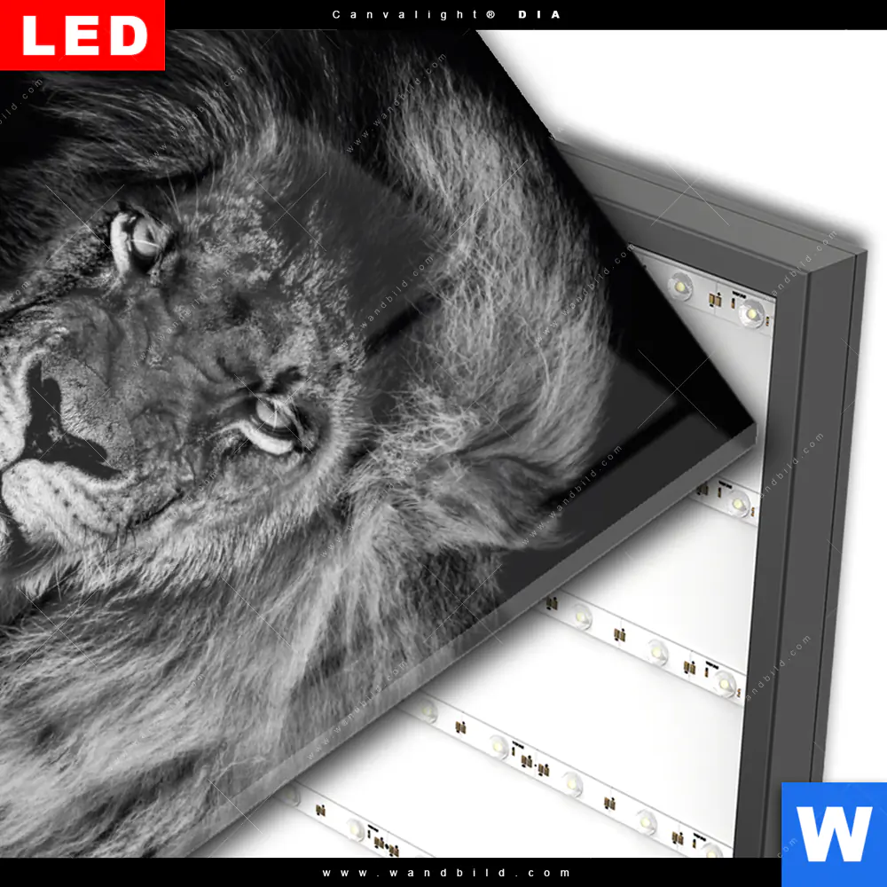 Wechselmotiv Acrylglas Canvalight® DIA | Löwe Schwarzweiß | Hochformat - Image 3