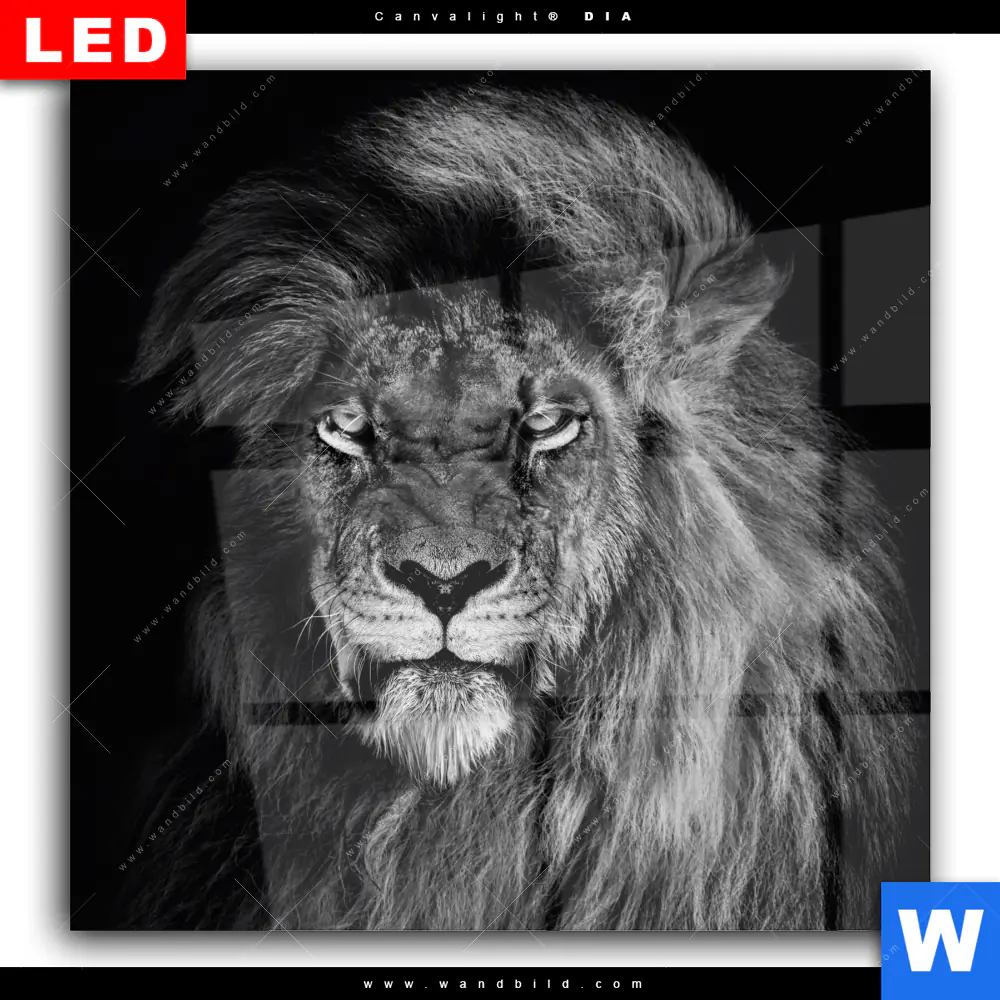 Wechselmotiv Acrylglas Canvalight® DIA | Löwe Schwarzweiß | Quadrat - Image 2