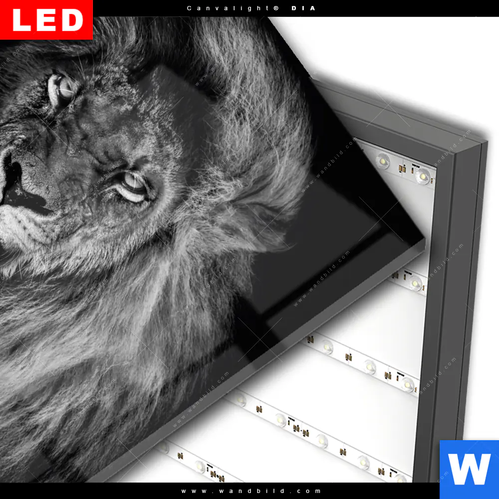 Wechselmotiv Acrylglas Canvalight® DIA | Löwe Schwarzweiß | Quadrat - Image 3