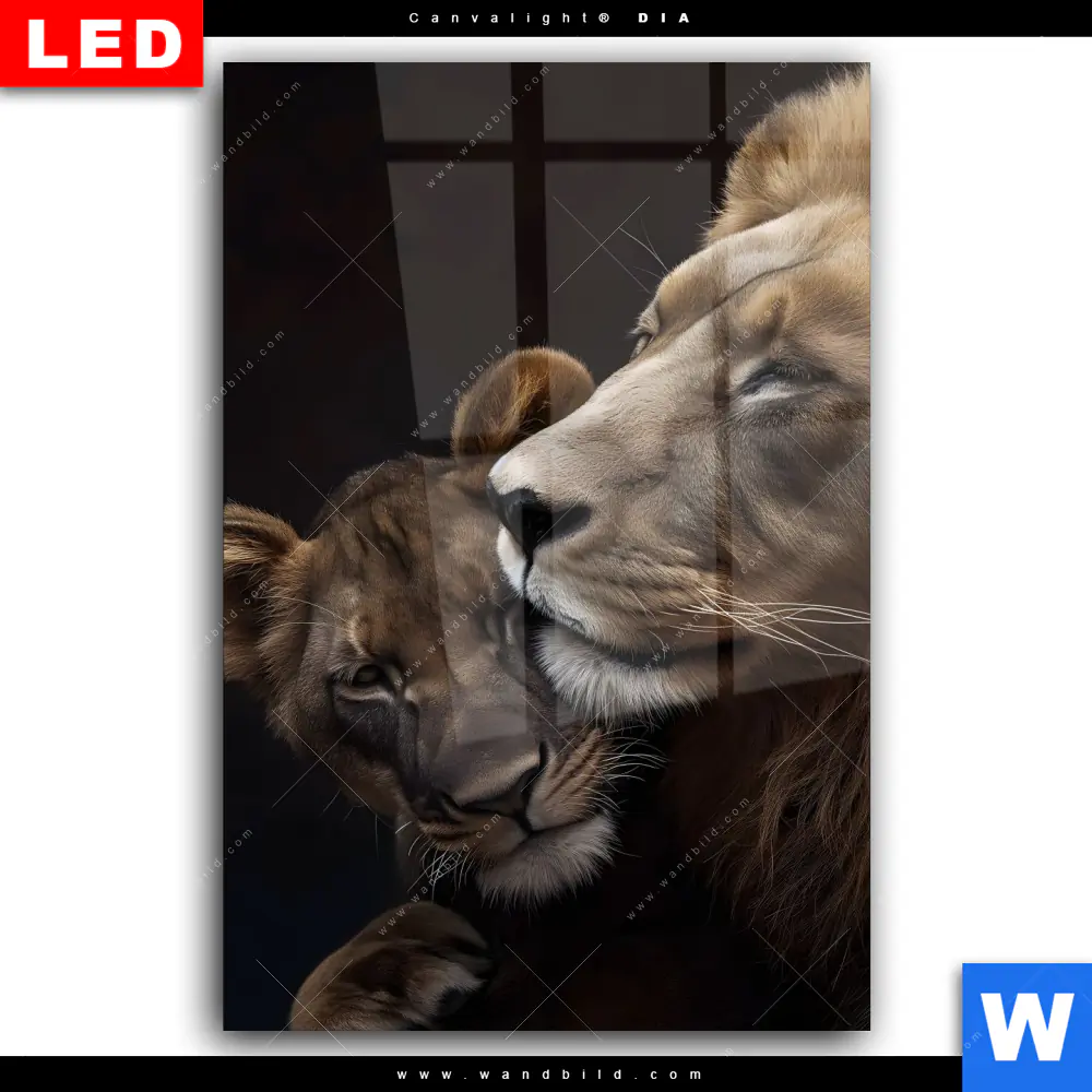 Wechselmotiv Acrylglas Canvalight® DIA | Löwen - Stärke und Zärtlichkeit | Hochformat - Image 2