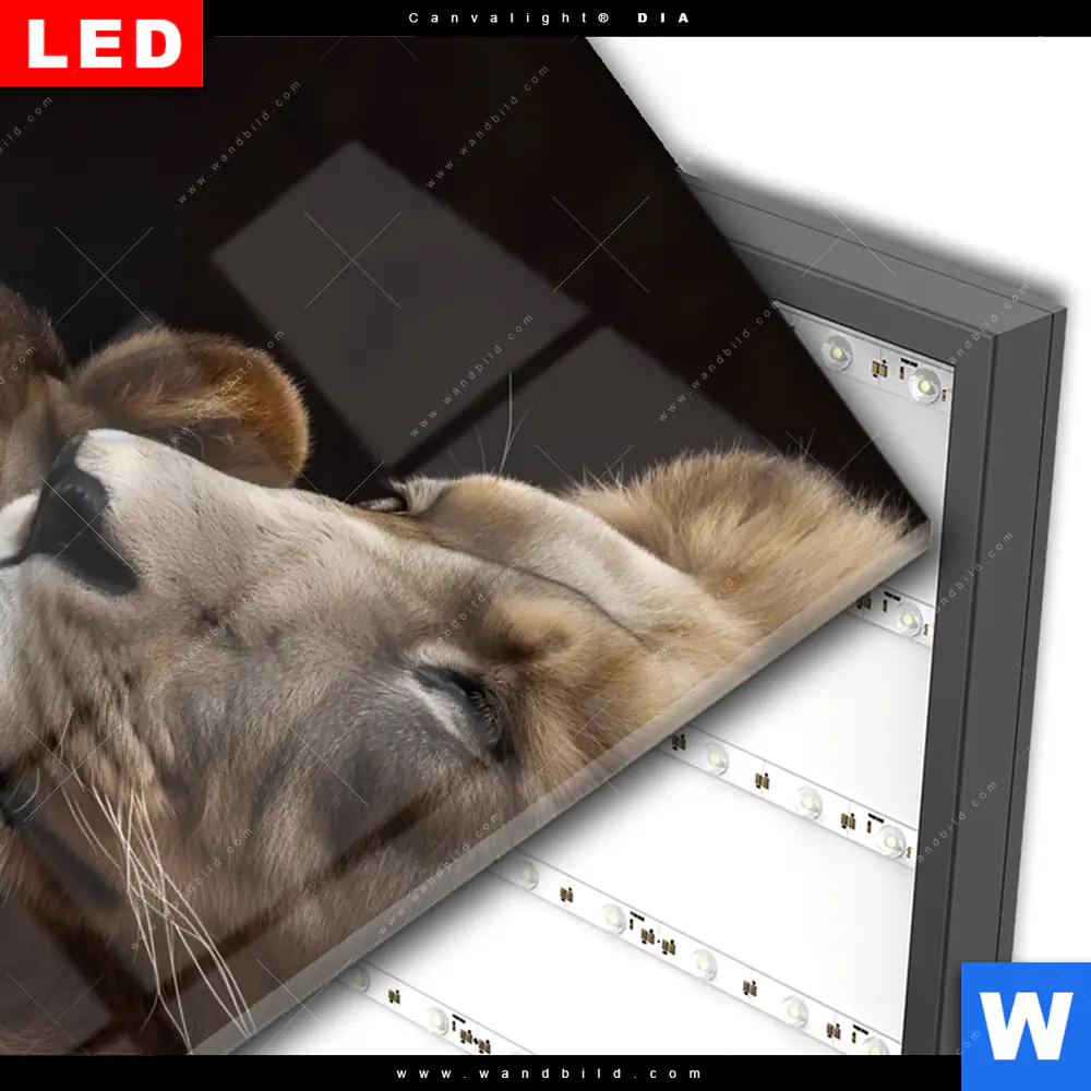 Wechselmotiv Acrylglas Canvalight® DIA | Löwen - Stärke und Zärtlichkeit | Hochformat - Image 3