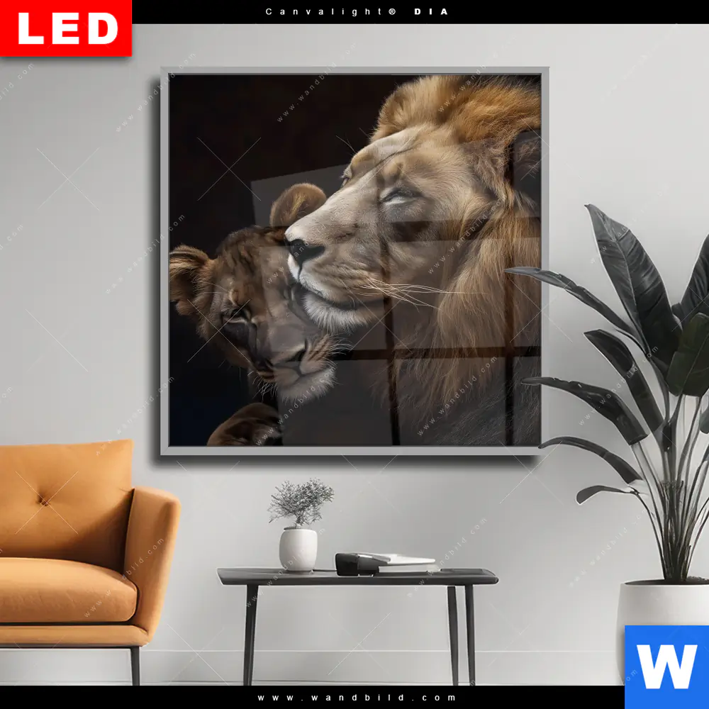 Wechselmotiv Acrylglas Canvalight® DIA | Löwen - Stärke und Zärtlichkeit | Quadrat