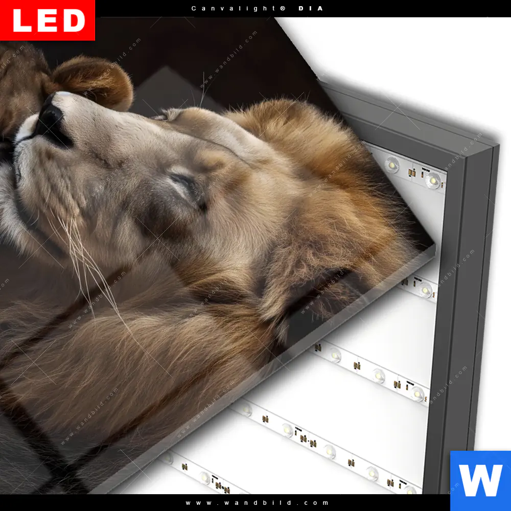 Wechselmotiv Acrylglas Canvalight® DIA | Löwen - Stärke und Zärtlichkeit | Quadrat - Image 3