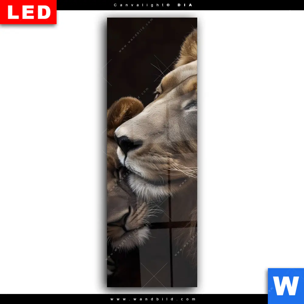 Wechselmotiv Acrylglas Canvalight® DIA | Löwen - Stärke und Zärtlichkeit | Schmal - Image 2