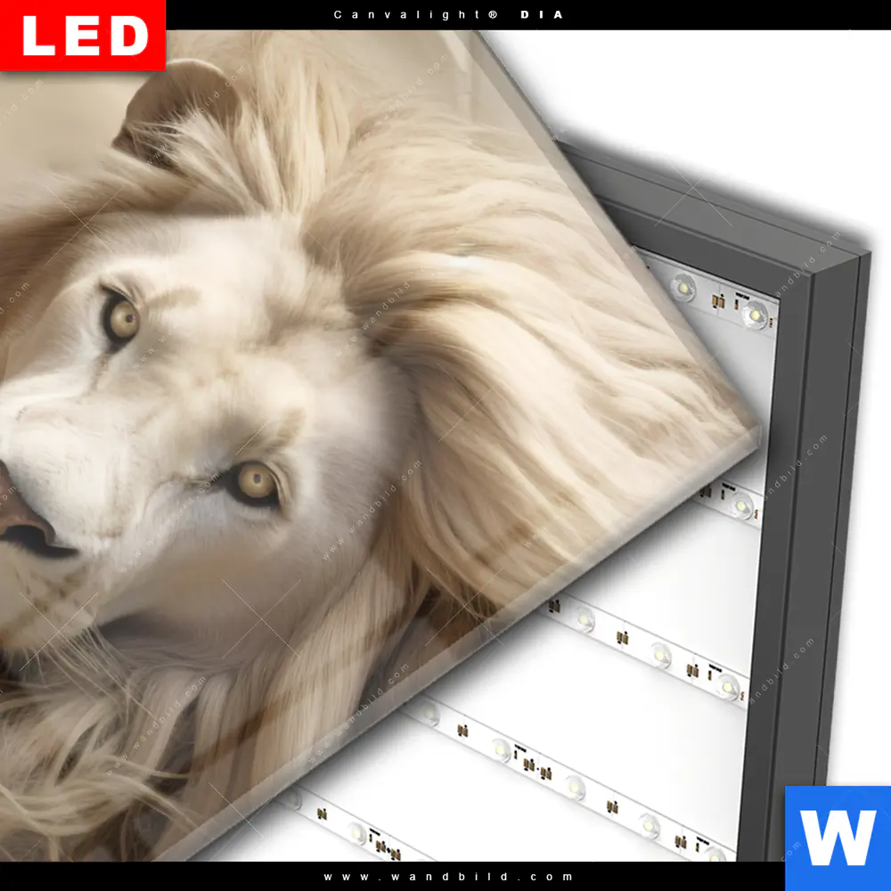 Wechselmotiv Acrylglas Canvalight® DIA | Löwenkopf mit weißer Mähne | Hochformat - Image 3