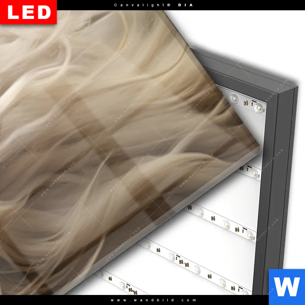 Wechselmotiv Acrylglas Canvalight® DIA | Löwenkopf mit weißer Mähne | Panorama - Image 3