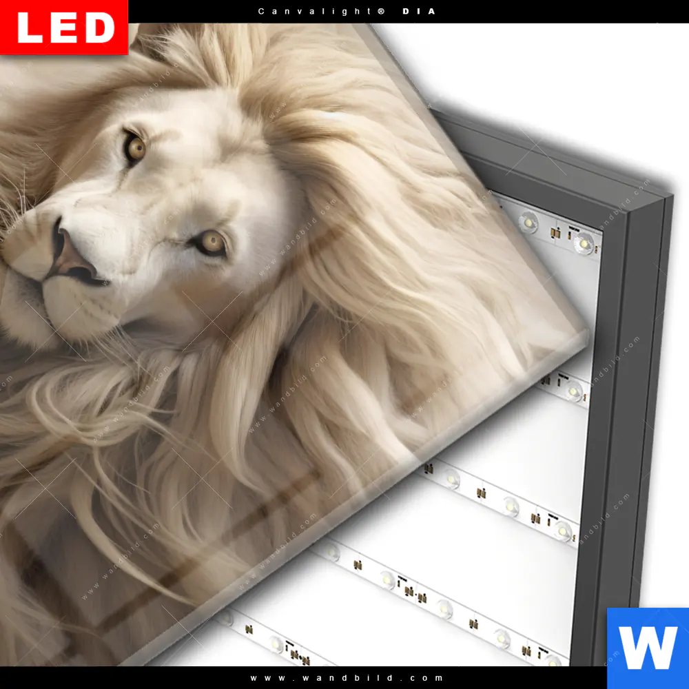 Wechselmotiv Acrylglas Canvalight® DIA | Löwenkopf mit weißer Mähne | Quadrat - Image 3