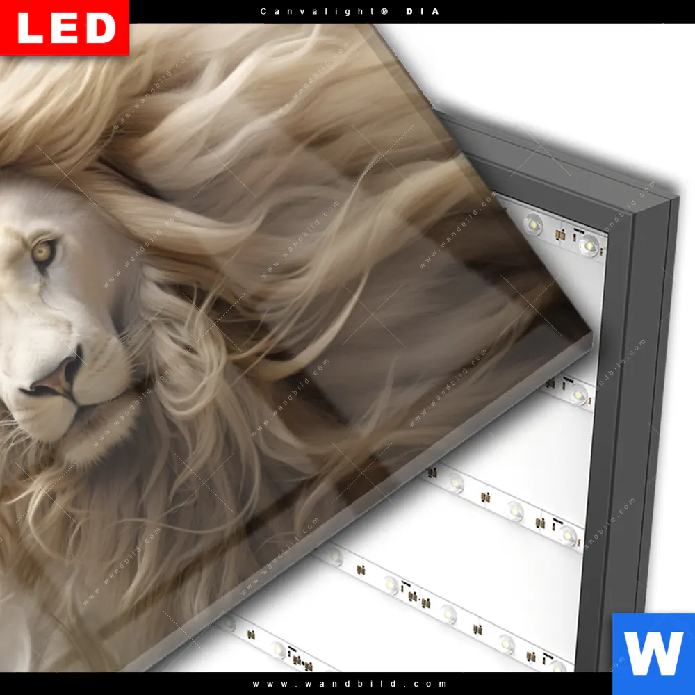 Wechselmotiv Acrylglas Canvalight® DIA | Löwenkopf mit weißer Mähne | Querformat - Image 3