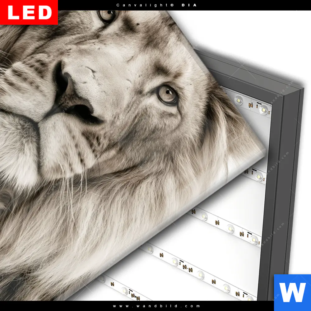 Wechselmotiv Acrylglas Canvalight® DIA | Löwenstolz – Vater und Junges | Quadrat - Image 3