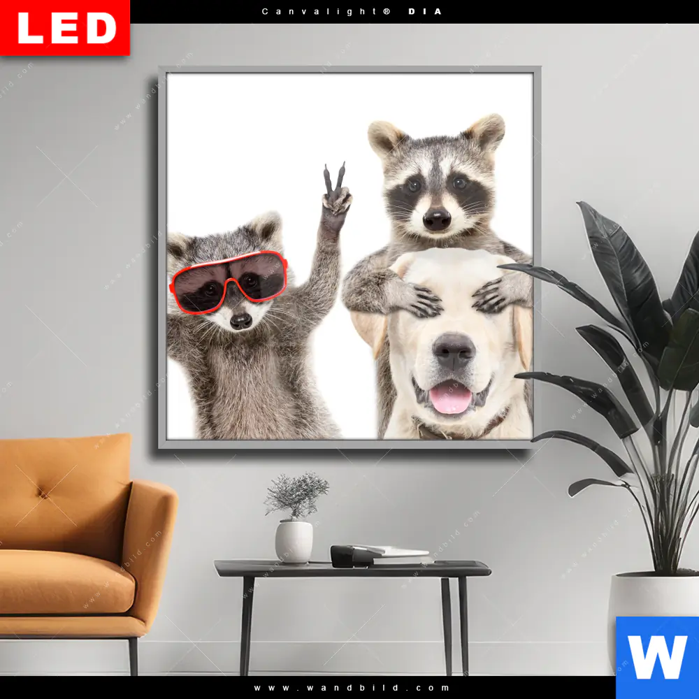 Wechselmotiv Acrylglas Canvalight® DIA | Lustige Waschbären mit Hund | Quadrat