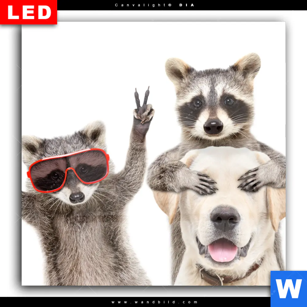 Wechselmotiv Acrylglas Canvalight® DIA | Lustige Waschbären mit Hund | Quadrat - Image 2