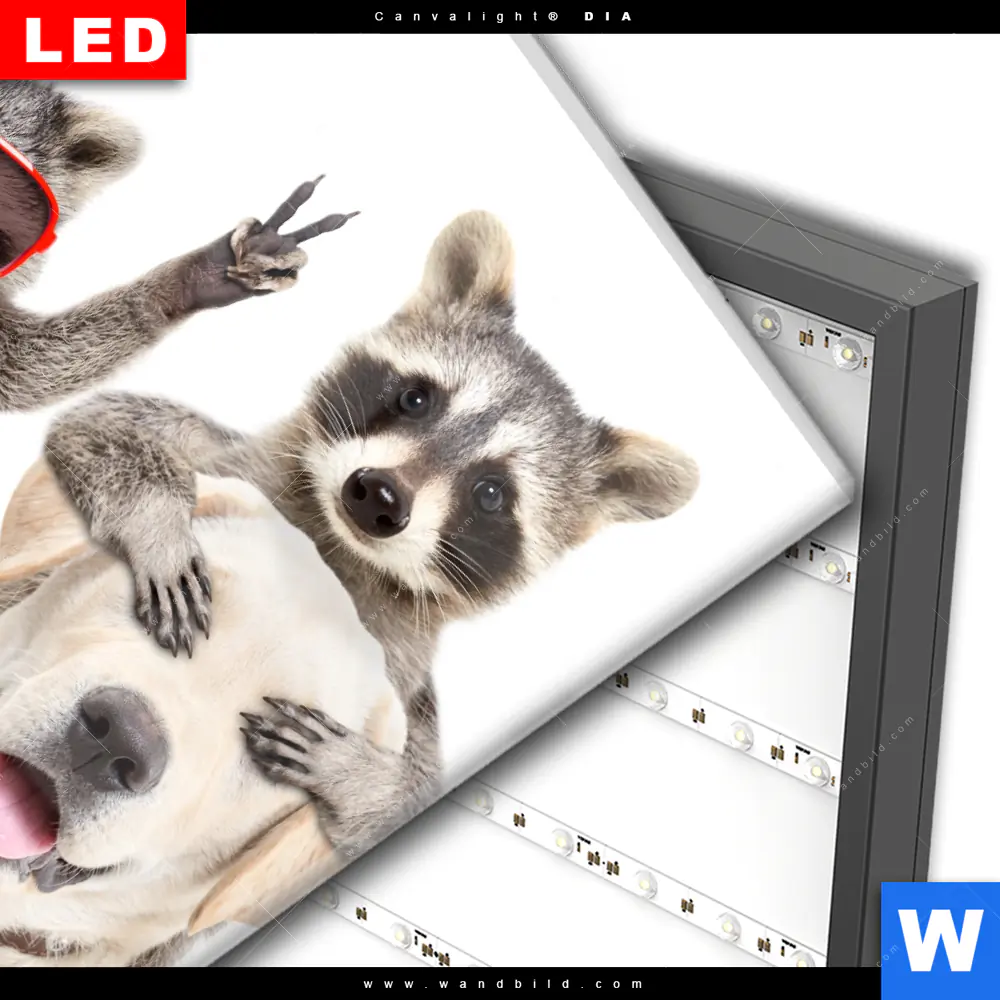 Wechselmotiv Acrylglas Canvalight® DIA | Lustige Waschbären mit Hund | Quadrat - Image 3
