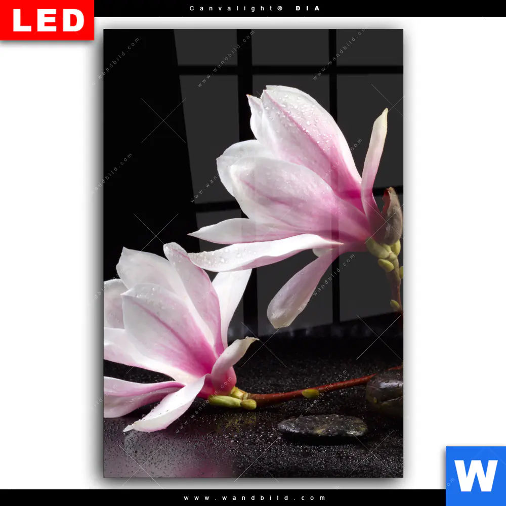Wechselmotiv Acrylglas Canvalight® DIA | Magnolien & Zen Steine | Hochformat - Image 2