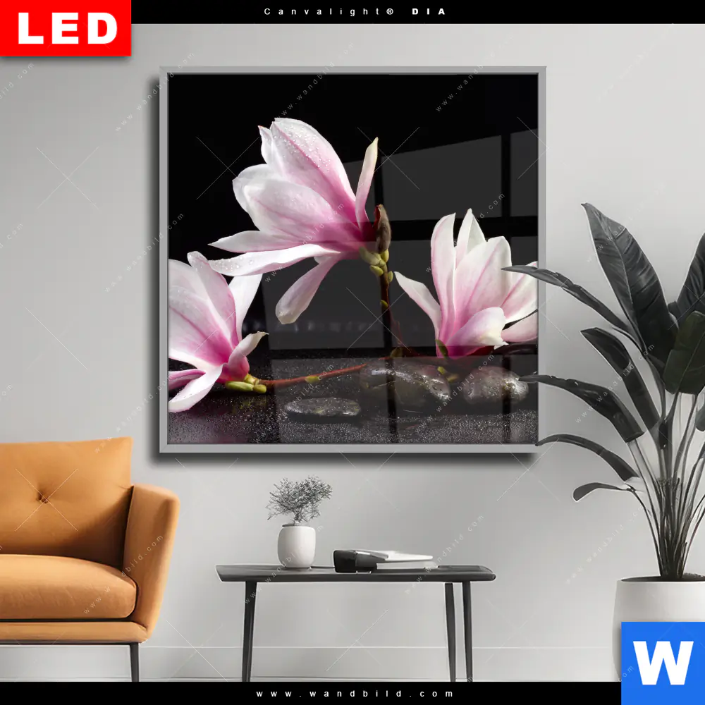 Wechselmotiv Acrylglas Canvalight® DIA | Magnolien & Zen Steine | Quadrat